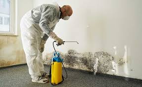 Best Environmental Consulting for Mold Prevention  in Moundridge, KS